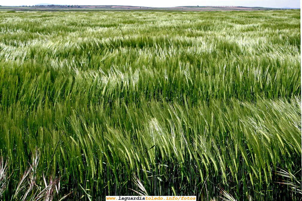 La tierra donde los mares son verdes  (6 de mayo de 2007)