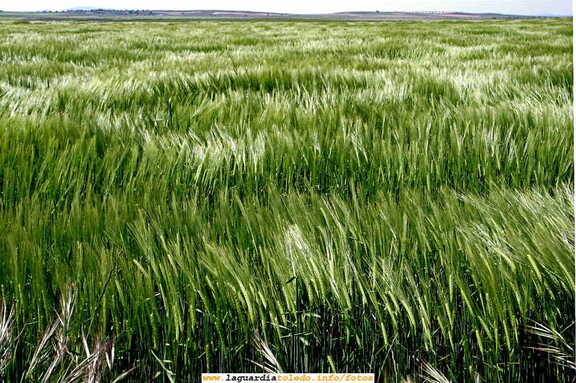 La tierra donde los mares son verdes  (6 de mayo de 2007)