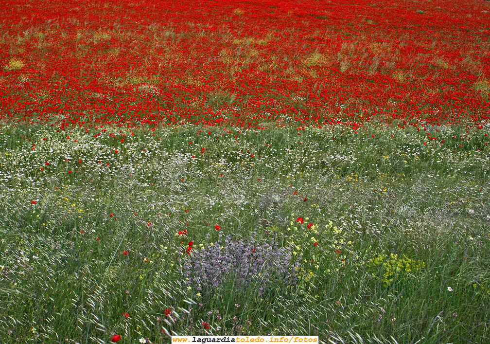 Para gustos los colores.... y para colores la primavera (13 de mayo 2007)