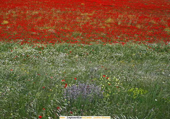 Para gustos los colores.... y para colores la primavera (13 de mayo 2007)