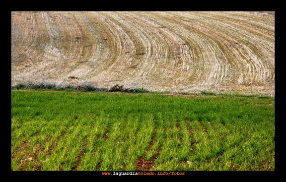Los colores del campo I - Domingo 2 de marzo de 2008 en el "Pimedio"