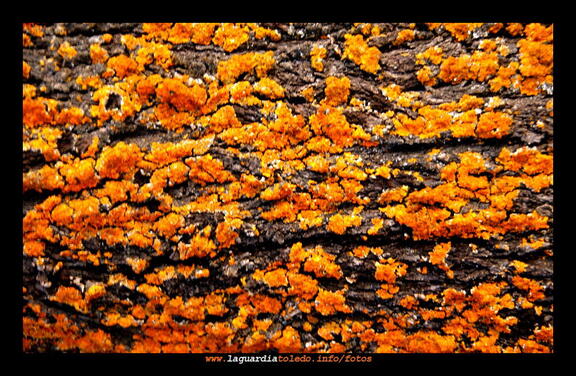 Los colores del campo I - Domingo 2 de marzo de 2008 en El batán