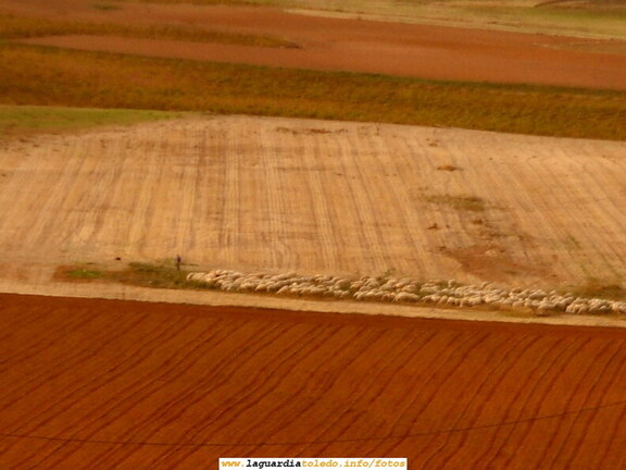 31 de Octubre de 2006. Vista de un rebaño de ovejas desde el Cerro