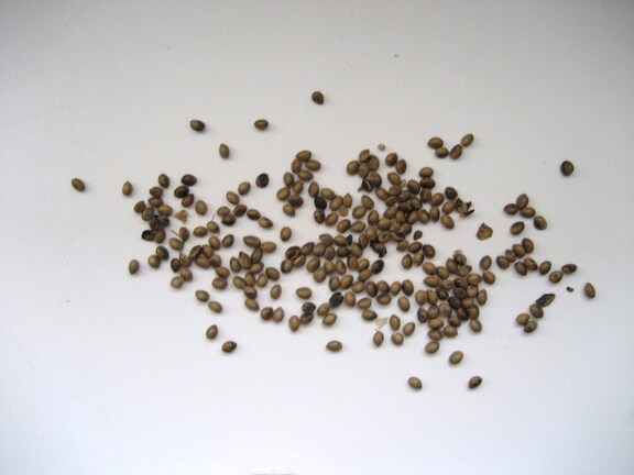 Cañamones
