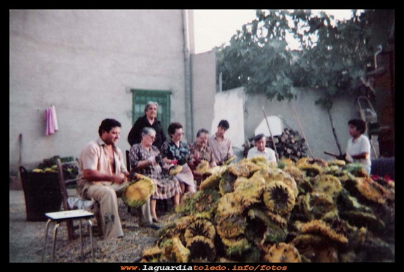 Recolección del girasol