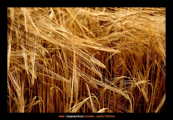 Campaña de cereal 2007-2008. Campos de cebada. 8 de Junio de 2008