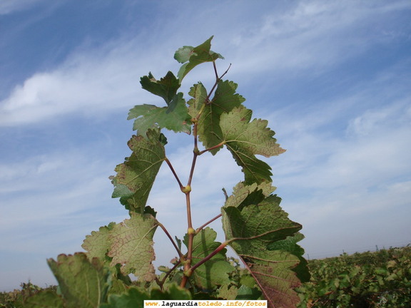 7 de Octubre de 2007. Bodegas Martúe. El sarmiento que se eleva hacia el cielo