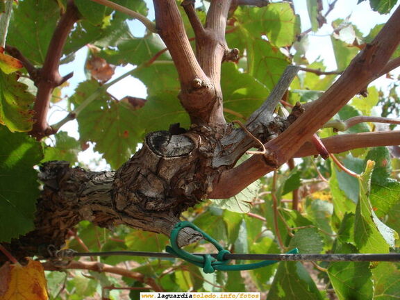 7 de Octubre de 2007. Bodegas Martúe. El Puesto y los sarmientos