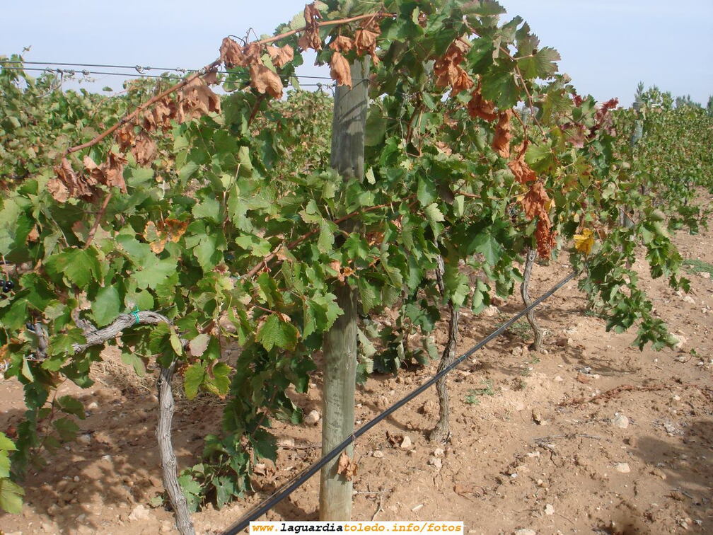 7 de Octubre de 2007. Bodegas Martúe. El sistema de riego por goteo