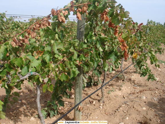 7 de Octubre de 2007. Bodegas Martúe. El sistema de riego por goteo