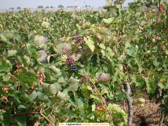 7 de Octubre de 2007. Bodegas Martúe. El grumo sin vendimiar