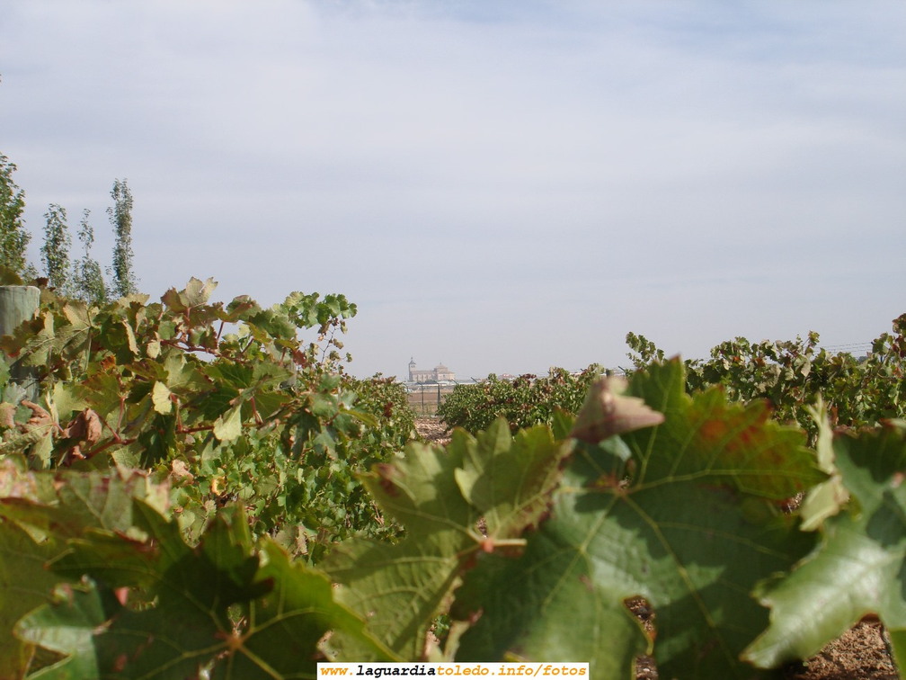 7 de Octubre de 2007. Bodegas Martúe. La Iglesia entre linios y pámpanas