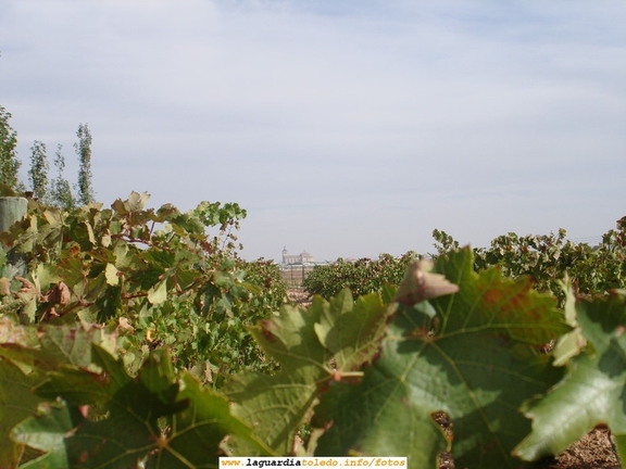7 de Octubre de 2007. Bodegas Martúe. La Iglesia entre linios y pámpanas
