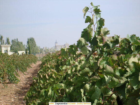 7 de Octubre de 2007. Bodegas Martúe. El linio que se encamina a la Iglesia