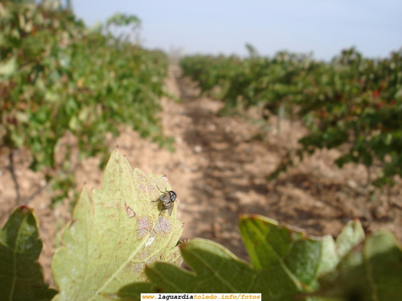 7 de Octubre de 2007. Bodegas Martúe. La mosca cojonera en primer plano y la Iglesia entre los linios desenfocada al fondo