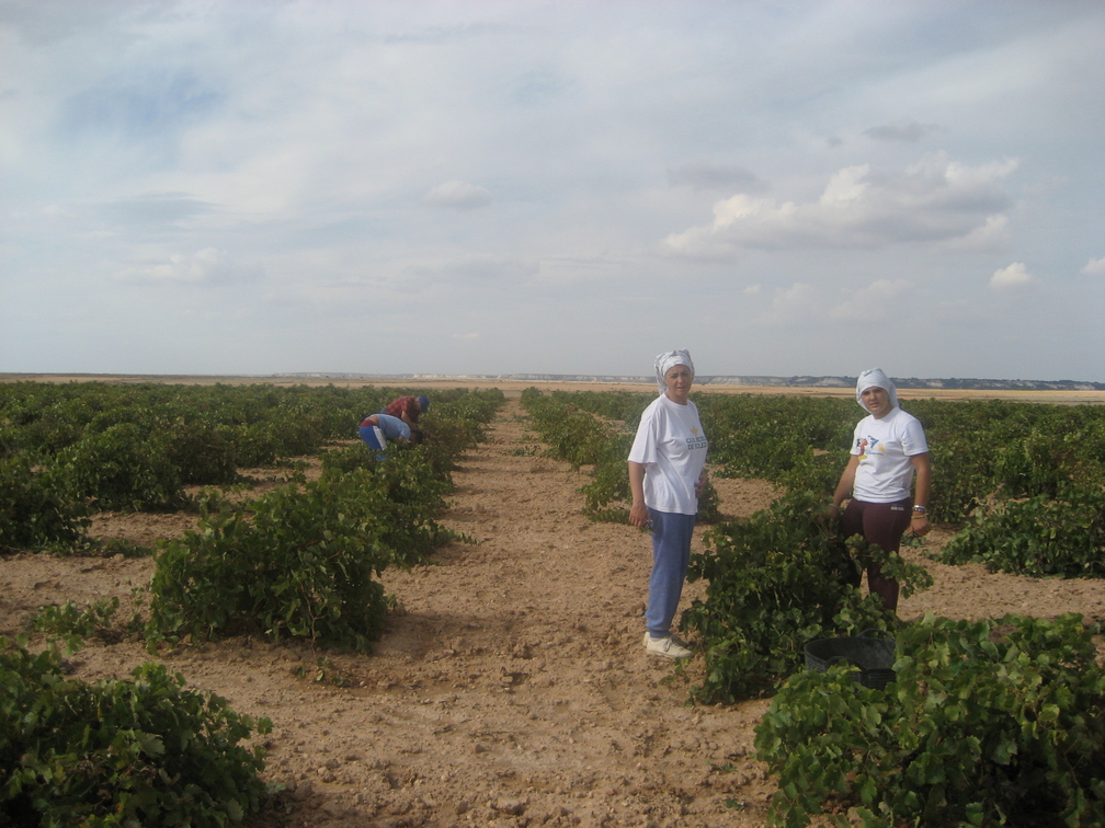 VENDIMIA 2007