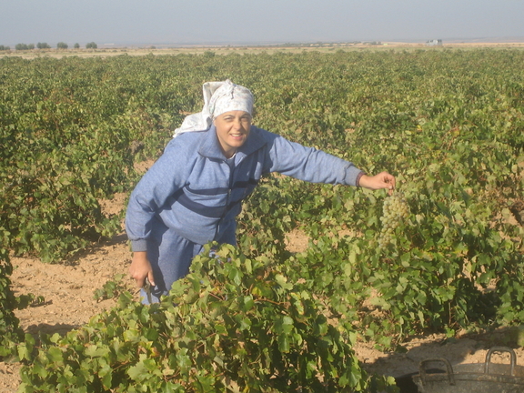 VENDIMIA 2007