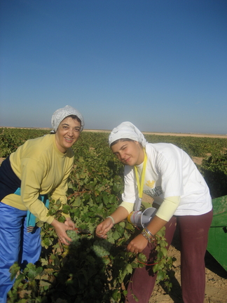 VENDIMIA 2007