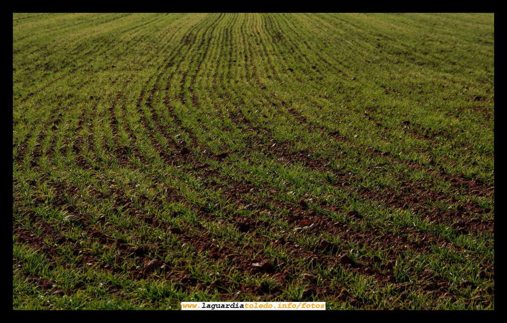 16 de diciembre de 2007. Campaña de cereal 2007-2008. Nacimiento de la siembra en una tierra del Pico Blanco