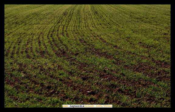 16 de diciembre de 2007. Campaña de cereal 2007-2008. Nacimiento de la siembra en una tierra del Pico Blanco