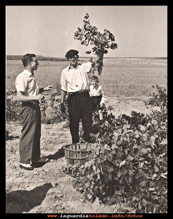 Las uvas