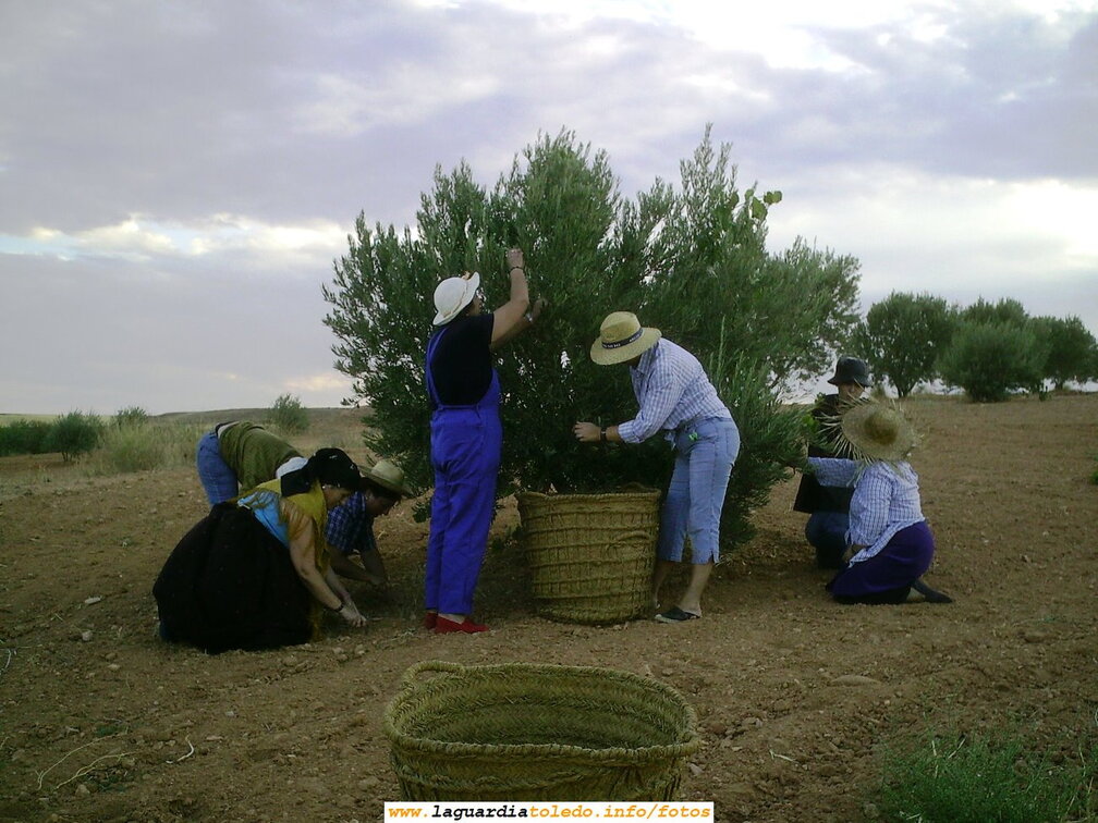 Cogiendo aceitunas a la manera tradicional, a ordeño