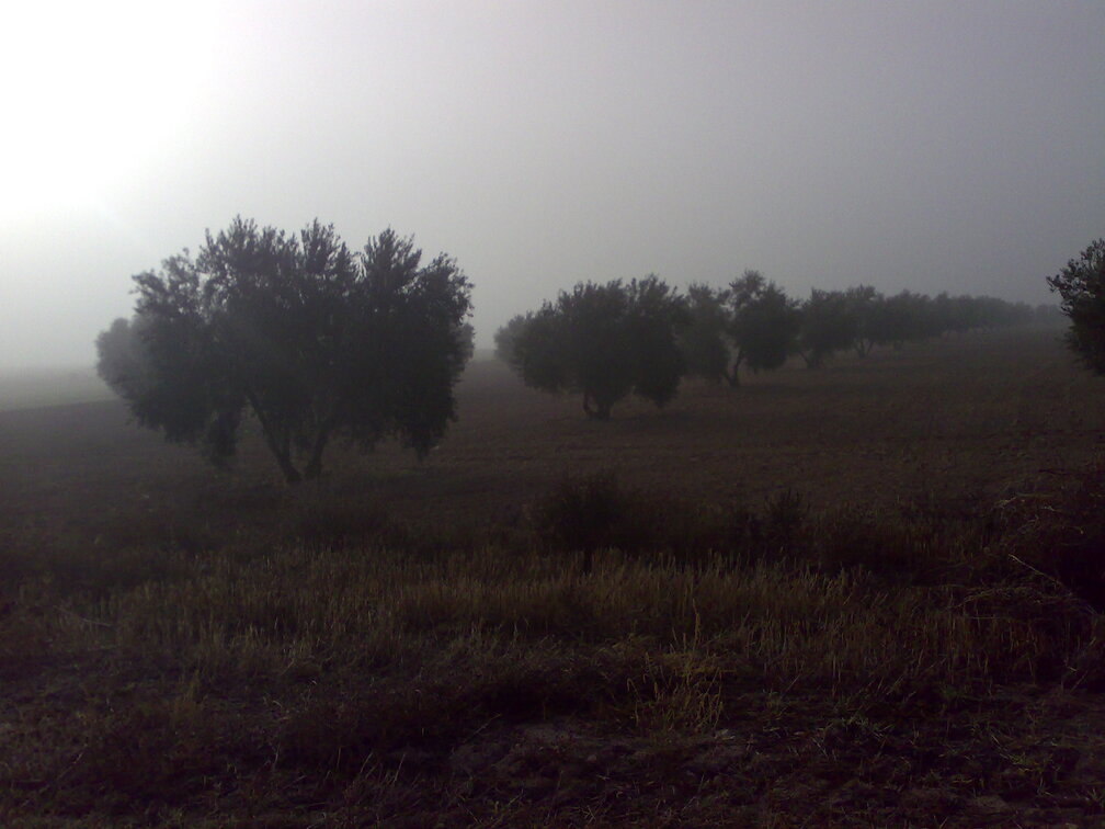 olivar