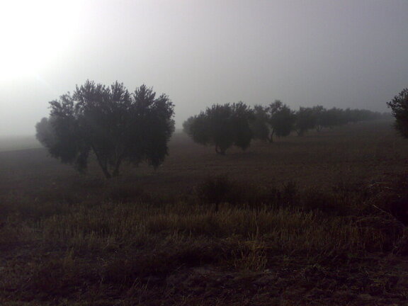 olivar