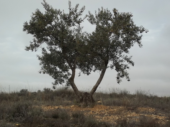 Olivar Las Navas