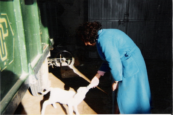 Animales de compañia
