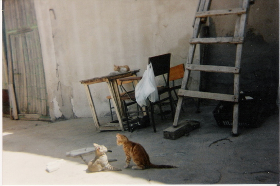 nuestros gatos