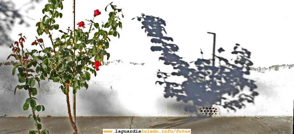 12 de Octubre 2006, Rosal y su sombra, en La calle de las cuevas de Palacio