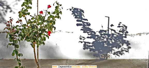 12 de Octubre 2006, Rosal y su sombra, en La calle de las cuevas de Palacio