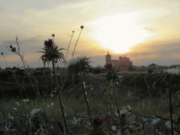 Plantas silvestres y la Iglesia al amanecer. 12-6-2015