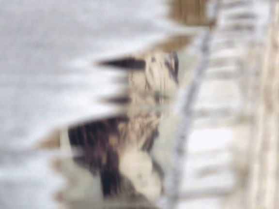 Reflejos del cartel del Santo Niño de la Iglesia en los charcos.23-10-2016