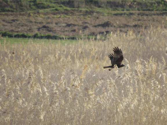 Animales en la laguna artificial de La Guardia (Toledo). Primavera 2015