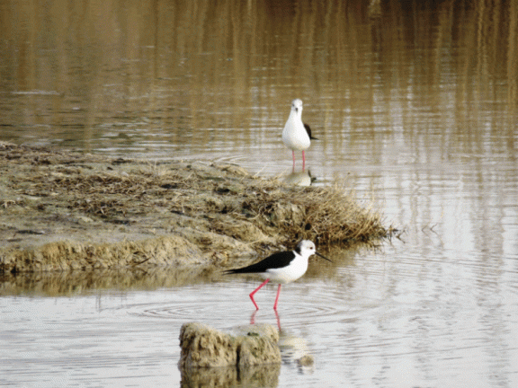 Las primeras cigüeñuelas de 2016 en las lagunas