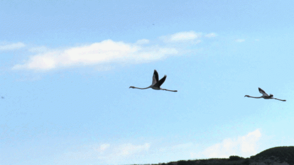 Flamencos volando en las lagunas. 28-5-2016