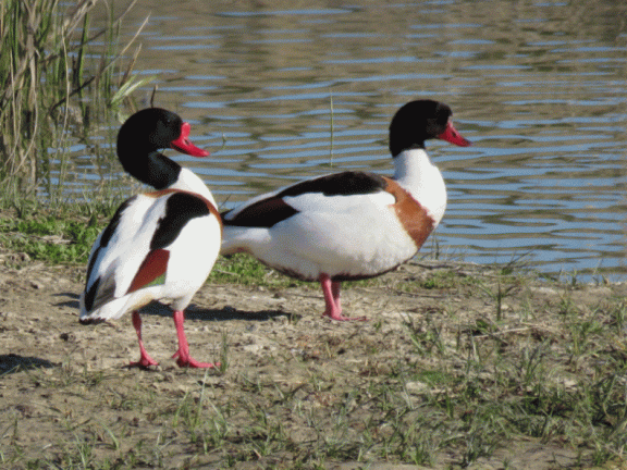 Tarros blancos en las lagunas de La Guardia