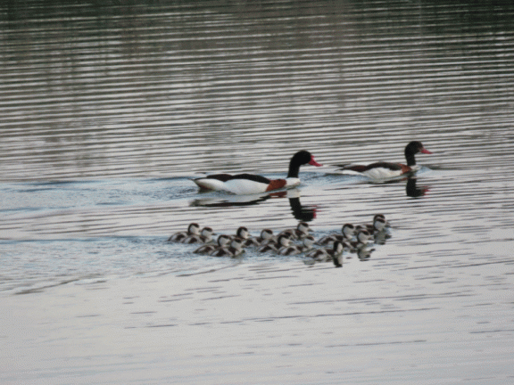 Pareja de tarros blancos y su prole en las lagunas. 22-5-2016