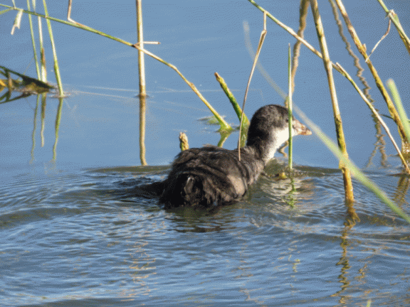 Juvenil de focha en las lagunas
