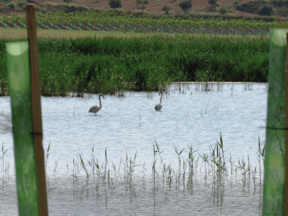 Flamencos en las lagunas. 28-5-2016