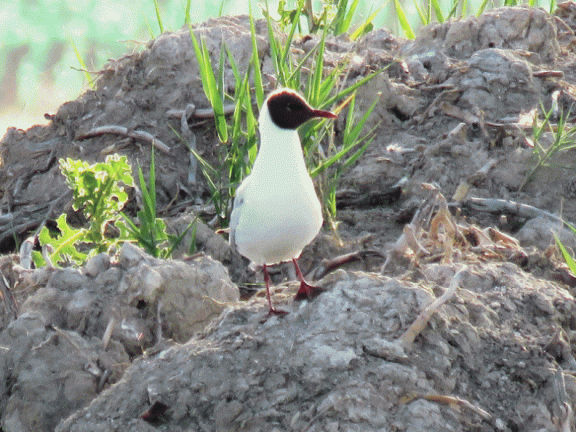 Gaviotas reidoras en las lagunas de nuestro pueblo