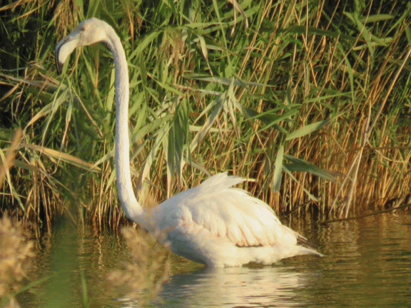 Flamencos en las lagunas. 2-10-2016