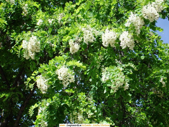 11 de Mayo de 2007. Racimos de rosetas