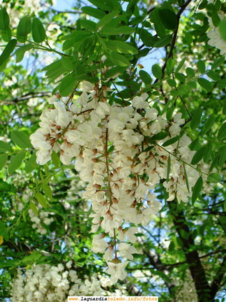 11 de Mayo de 2007. Racimo de rosetas