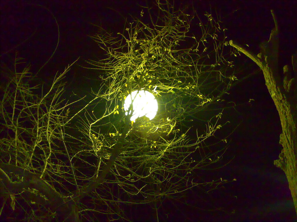 ¿LA LUNA EN MI JARDÍN?
