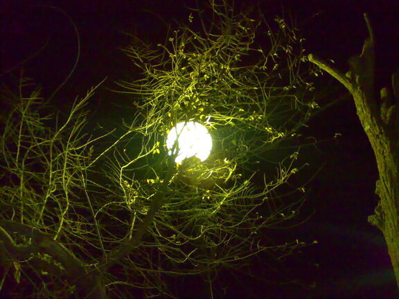 ¿LA LUNA EN MI JARDÍN?