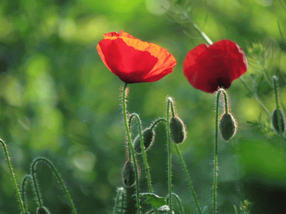 Amapolas en las laderas de la tierra del Conde en el Paseo del Norte. 16-5-2016