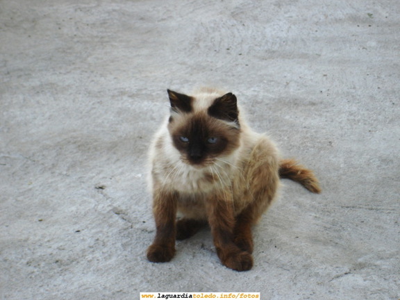 Gato en la calle Cuesta de la Fuente. 2 de septiembre de 2006 a primera hora de la mañana